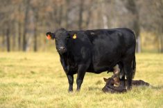 “If you are aiming to be a low-cost producer, you really need to aim for less than $800 (per cow) on the cash cost side, and less than $1,200 on the total cost side.” – Brenna Grant.