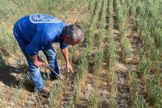 Gary Millershaski, a farmer and scout on the Wheat Quality Council’s Kansas wheat tour, inspects winter wheat stunted by drought near Syracuse, about 170 km west of Dodge City, on May 18, 2022. (File photo: Reuters/Julie Ingwersen)