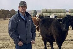 Calf prices are strong and that’s usually a signal to build the herd. But Bassano-area rancher Jason Hale says many producers may sell more calves than usual this fall because the soaring price of feed and others costs means “we all have bills to pay.”