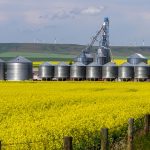 Landscape of yellow canola field in bloom with agricultural equipment storage containers in the Canadian Prairies small town of Pincher Creek, Alberta, Canada.