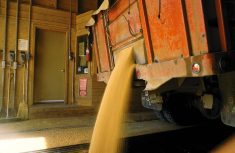 Selling to an unlicensed grain buyer