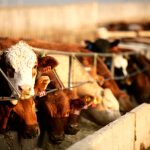 Photo: Canada Beef Inc.