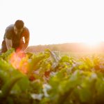 Investors are increasingly focusing on links between a healthy food system and efforts to fight global warming and preserve biodiversity. Photo: fotografixx/Getty Images