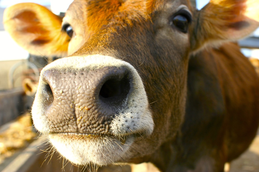 Jersey Cow on a sunny afternoon