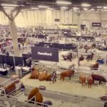Farmfair ramping up with full show and new events