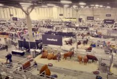 Farmfair ramping up with full show and new events