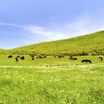 In many areas of the world, the introduction of ruminants has increased biodiversity when the intersection between animal and plant is understood.