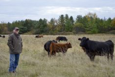 Cattle producers should have been “big winners” in the trade deal with Europe but the opposite has been true so far, says Dan Darling, who has been representing the cattle sector on this matter for close to a decade.