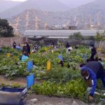In a hardscrabble Peruvian shanty town, women at the Manchay Gardening School are learning how to coax a bounty out of the stony soil. The school is funded by two Alberta family foundations, one of which was started by ag champion Art Froehlich.