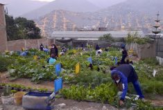 In a hardscrabble Peruvian shanty town, women at the Manchay Gardening School are learning how to coax a bounty out of the stony soil. The school is funded by two Alberta family foundations, one of which was started by ag champion Art Froehlich.