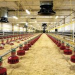 An empty chicken barn. As of Oct. 19, there were 200 cases of avian influenza in Canada.