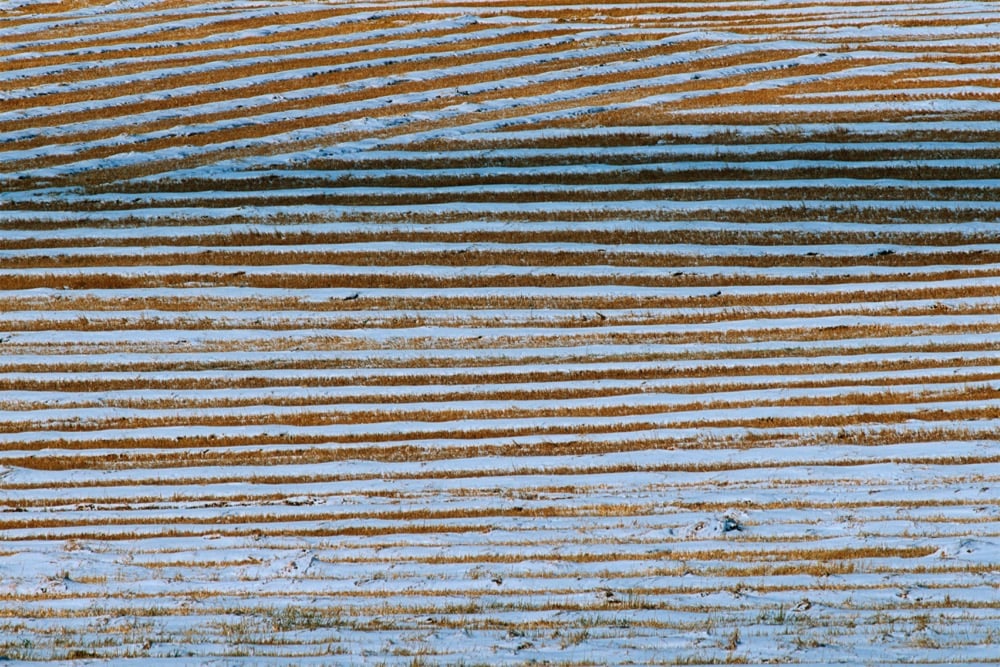 File photo of a snow-topped field in Alberta. (Don White/iStock/Getty Images)
