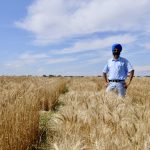 Breeders are poised to make gains in developing drought tolerant wheat, but it’s complicated and there’s no magic bullet, says Harpinder Randhawa, a breeder at Agriculture Canada’s Lethbridge research centre.