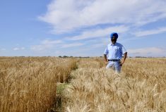 Breeders are poised to make gains in developing drought tolerant wheat, but it’s complicated and there’s no magic bullet, says Harpinder Randhawa, a breeder at Agriculture Canada’s Lethbridge research centre.
