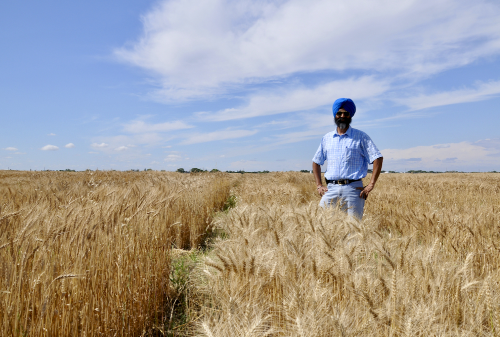 Breeders are poised to make gains in developing drought tolerant wheat, but it’s complicated and there’s no magic bullet, says Harpinder Randhawa, a breeder at Agriculture Canada’s Lethbridge research centre.