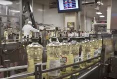 Crush plants on the Prairies are going flat out these days, including the four in Alberta at Lloydminster (ADM), Fort Saskatchewan (Bunge), Camrose (Cargill) and Lethbridge (Richardson).