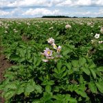 Incentives for sustainable spuds take root