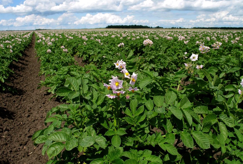 Incentives for sustainable spuds take root