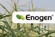 The Enogen corn hybrid line was originally developed for the U.S. ethanol industry.