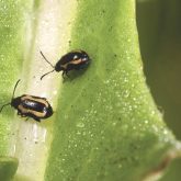 “If you follow anyone on Twitter, you’ll know that they battled them this spring.” – Shelley Barkley.