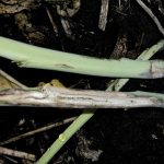 Blackleg in a canola plant stem. Photo: File