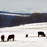 Cattle producers ‘aligned’ with climate goals