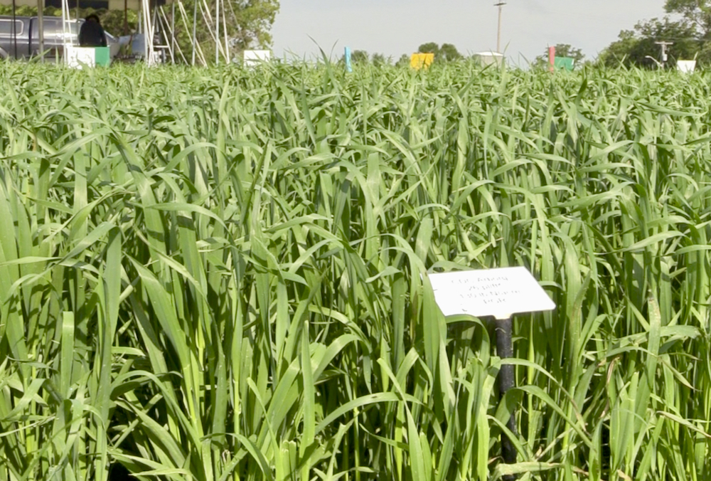 PGRs, cereal crop staging and seeding rates Alberta Farmer Express