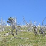 Blister rust has already taken a major toll on limber pines. But volunteers are searching for – and protecting – naturally resistant ones in a bid to save the species in foothill country.