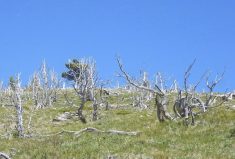 Blister rust has already taken a major toll on limber pines. But volunteers are searching for – and protecting – naturally resistant ones in a bid to save the species in foothill country.