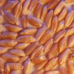 Cadmium reduction efforts in durum pay off