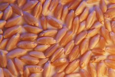 Cadmium reduction efforts in durum pay off