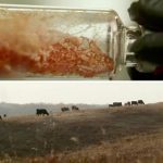 A video shown at a recent forum on the future of food highlighted the U of Alberta’s research into both cultured meat and rangeland management. Lab-grown protein has a big future but cattle production will remain critical for food security, two of the panelists said.