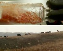A video shown at a recent forum on the future of food highlighted the U of Alberta’s research into both cultured meat and rangeland management. Lab-grown protein has a big future but cattle production will remain critical for food security, two of the panelists said.