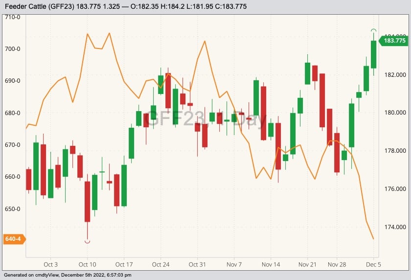 CME January 2023 feeder cattle (candlesticks, right column) with CBOT March 2023 corn (orange line, left column). (Barchart)
