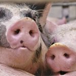 Pork seminar back in Banff, and in person