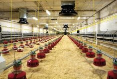An empty chicken barn.