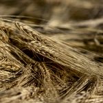 “I would encourage producers who plan to grow barley in 2023 to consider a new malt variety if they have not already.” – Peter Watts.