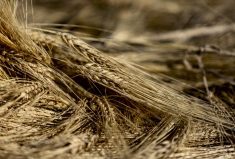 “I would encourage producers who plan to grow barley in 2023 to consider a new malt variety if they have not already.” – Peter Watts.