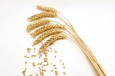 Last separate elections for cereal groups
