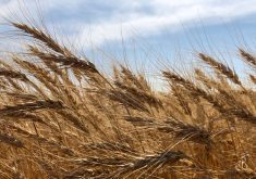 Top quality wheat crop this year