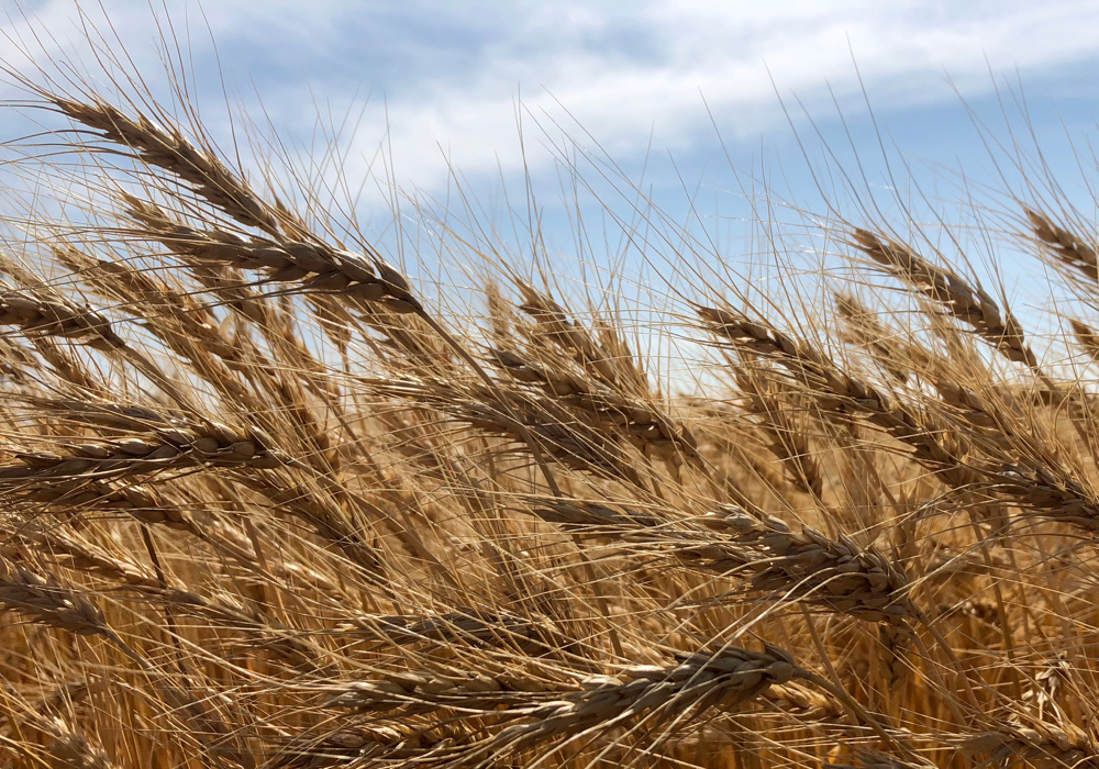 Top quality wheat crop this year