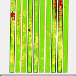 Three of the five strips where no PGR was applied (outlined in black) showed a considerable amount of severe lodging.