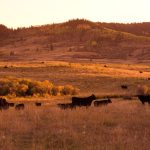(Photo courtesy Canada Beef Inc.)