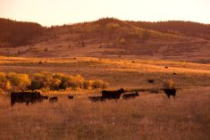 (Photo courtesy Canada Beef Inc.)
