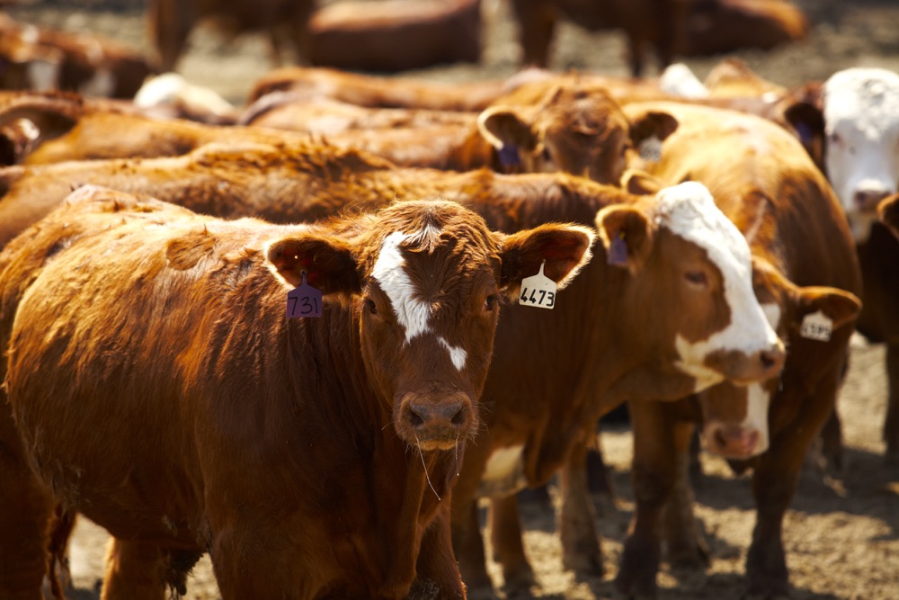 (Photo courtesy Canada Beef Inc.)
