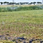 You certainly don’t see rice in Alberta every day, but these fellows proved it can be done. But first researchers will have to find varieties that set seed earlier in the growing season.