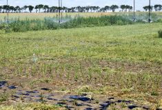 You certainly don’t see rice in Alberta every day, but these fellows proved it can be done. But first researchers will have to find varieties that set seed earlier in the growing season.