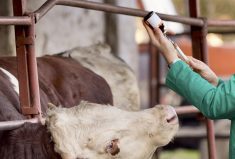 If a vaccine shortage occurs, be sure to discuss it with your local vet who will likely have a back-up plan and options.