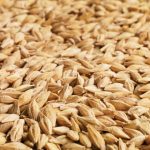 Barley. (Photo courtesy Canada Beef Inc.)