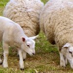 Refundable checkoff for lamb producers stays
